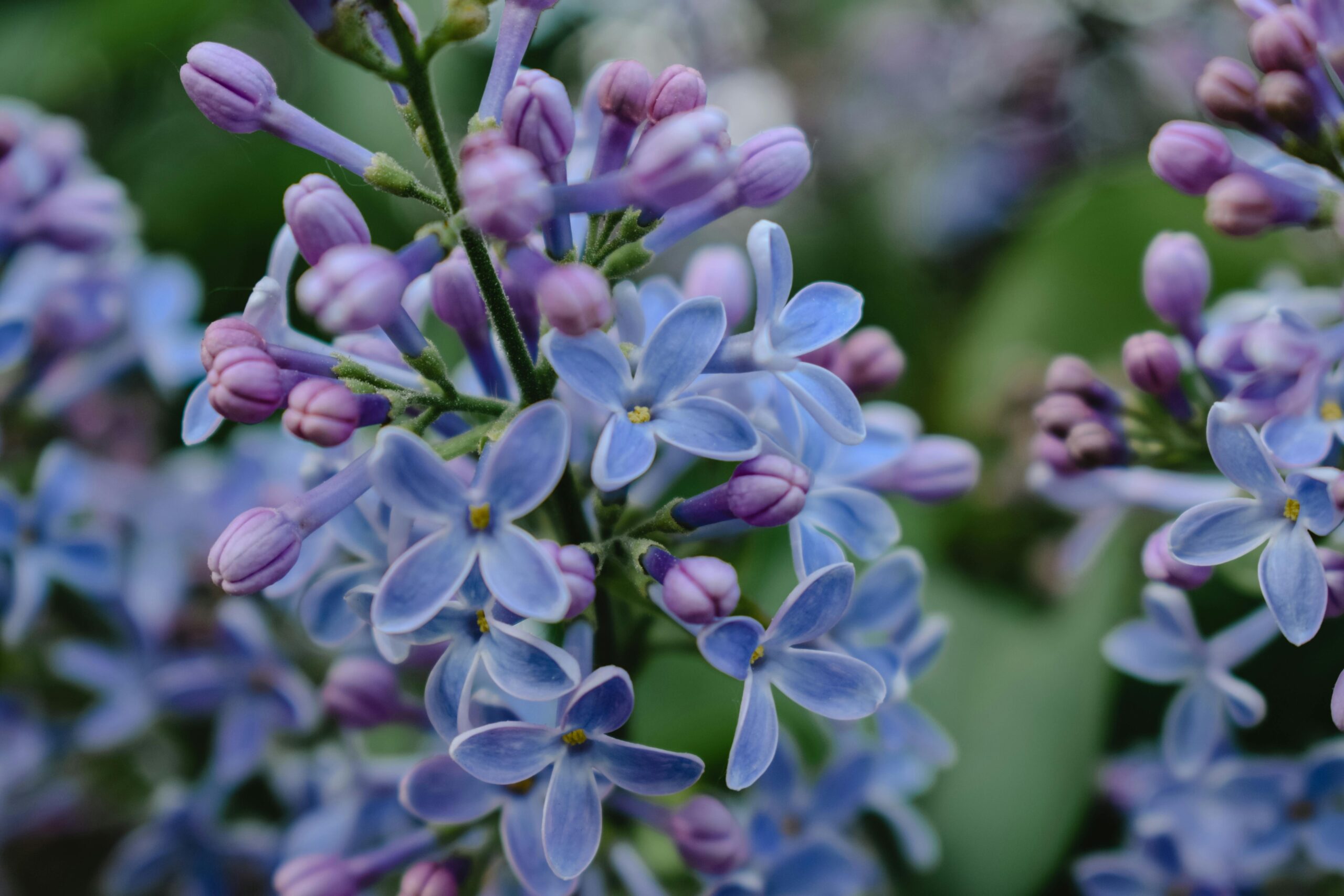 Read more about the article New – Spring Detox