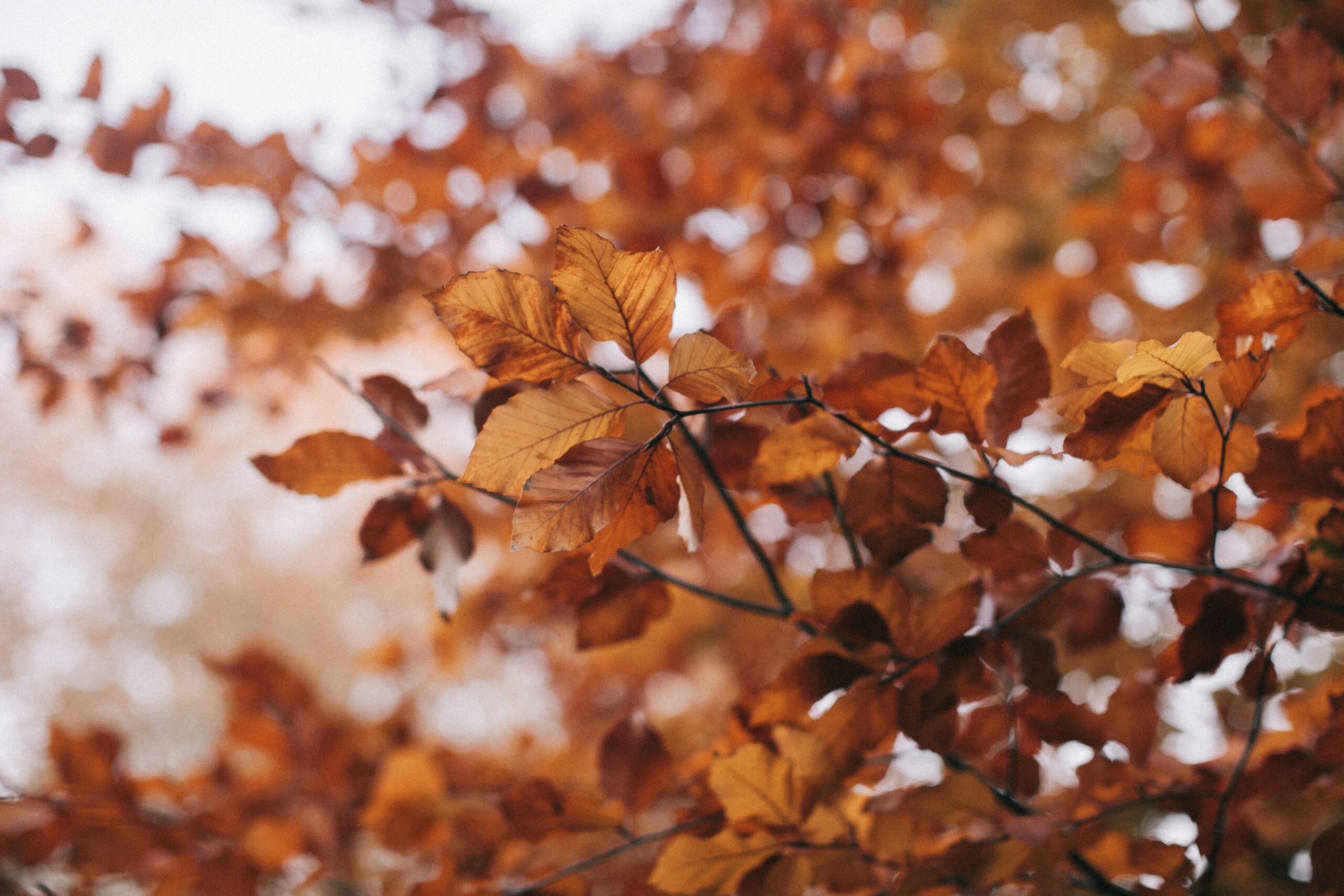 Autumn Cocoon